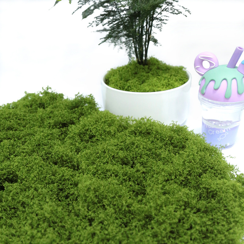【P】50g Künstliches Moos DIY Ba – Sphagnum Moss Dry Bewertung und Preis