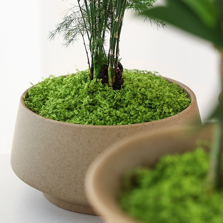 Großpackung, realistisches kün – Sphagnum Moss Dry Bewertung und Preis